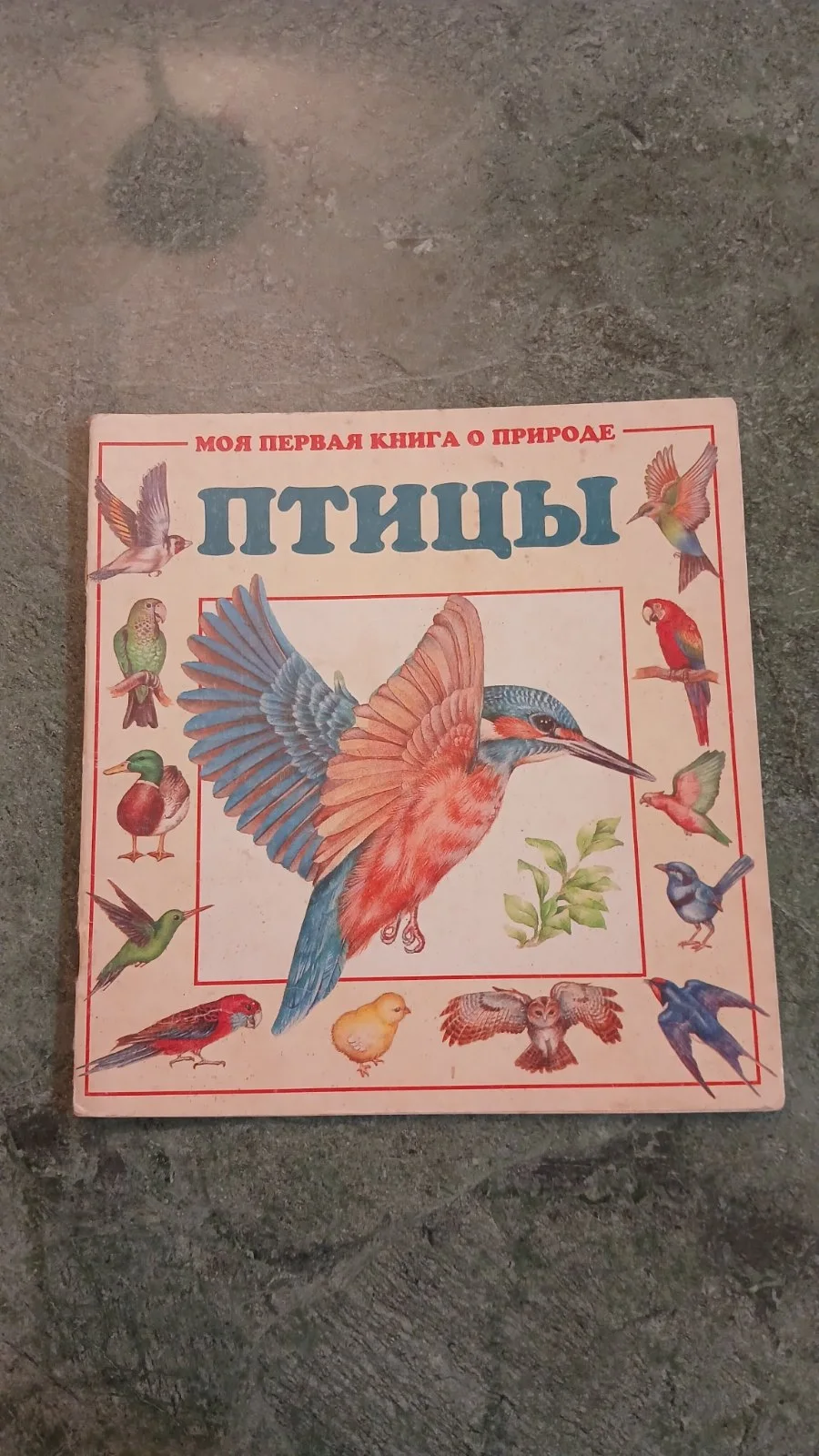Птицы